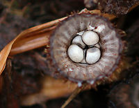 Fluted Bird's Nest - Cyathus striatus Habitat: Growing in mulch in a suburban area<br />
https://www.jungledragon.com/image/76380/fluted_birds_nest_-_cyathus_striatus.html Cyathus striatus,Fall,Fluted bird's nest,Geotagged,United States,fungus