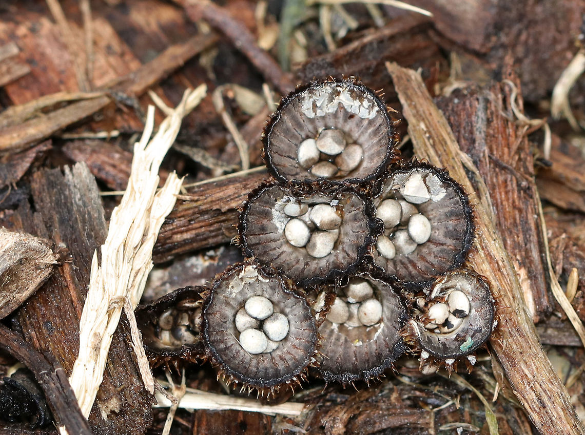 Fluted Bird's Nest - Cyathus striatus Bird&#039;s nest pyramid :)<br />
<br />
Habitat: Growing in mulch in a suburban area<br />
<figure class="photo"><a href="https://www.jungledragon.com/image/76379/fluted_birds_nest_-_cyathus_striatus.html" title="Fluted Bird&#039;s Nest - Cyathus striatus"><img src="https://s3.amazonaws.com/media.jungledragon.com/images/3232/76379_thumb.jpg?AWSAccessKeyId=05GMT0V3GWVNE7GGM1R2&Expires=1767225610&Signature=peBqkRIok4cujjaYP78hd3Xs2Rc%3D" width="200" height="156" alt="Fluted Bird&#039;s Nest - Cyathus striatus Habitat: Growing in mulch in a suburban area<br />
https://www.jungledragon.com/image/76380/fluted_birds_nest_-_cyathus_striatus.html Cyathus striatus,Fall,Fluted bird&#039;s nest,Geotagged,United States,fungus" /></a></figure> Cyathus striatus,Fall,Fluted bird's nest,Geotagged,United States