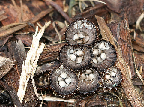 Fluted Bird's Nest - Cyathus striatus Bird's nest pyramid :)

Habitat: Growing in mulch in a suburban area
https://www.jungledragon.com/image/76379/fluted_birds_nest_-_cyathus_striatus.html Cyathus striatus,Fall,Fluted bird's nest,Geotagged,United States