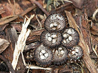 Fluted Bird's Nest - Cyathus striatus Bird's nest pyramid :)<br />
<br />
Habitat: Growing in mulch in a suburban area<br />
https://www.jungledragon.com/image/76379/fluted_birds_nest_-_cyathus_striatus.html Cyathus striatus,Fall,Fluted bird's nest,Geotagged,United States