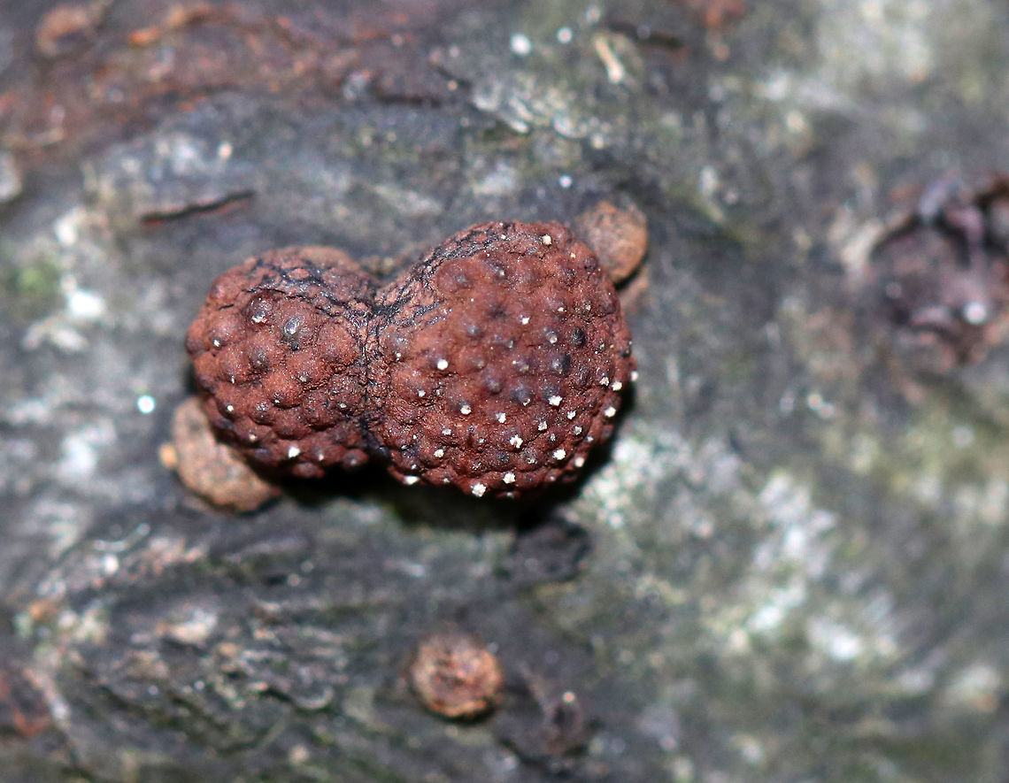 Hypoxylon fragiforme Irregularly shaped fungus. Its surface was reddish brown and bumpy. <br />
<br />
Habitat: Rotting wood<br />
<br />
 Fall,Geotagged,Hypoxylon fragiforme,United States