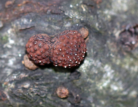Hypoxylon fragiforme Irregularly shaped fungus. Its surface was reddish brown and bumpy. 

Habitat: Rotting wood

 Fall,Geotagged,Hypoxylon fragiforme,United States