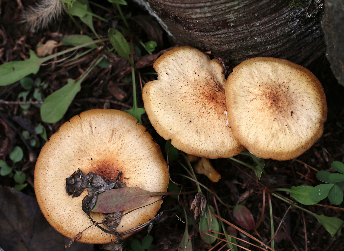 Russula ballouii Cap: Dry; flat; covered with patches of brown pigment<br />
<br />
Gills: Attached; close; cream colored<br />
<br />
Stem: Dry; similar color to the cap<br />
<br />
Habitat: Mixed forest; growing in a cluster next to birch and oak Fall,Geotagged,Russula ballouii,United States,mushroom,russula