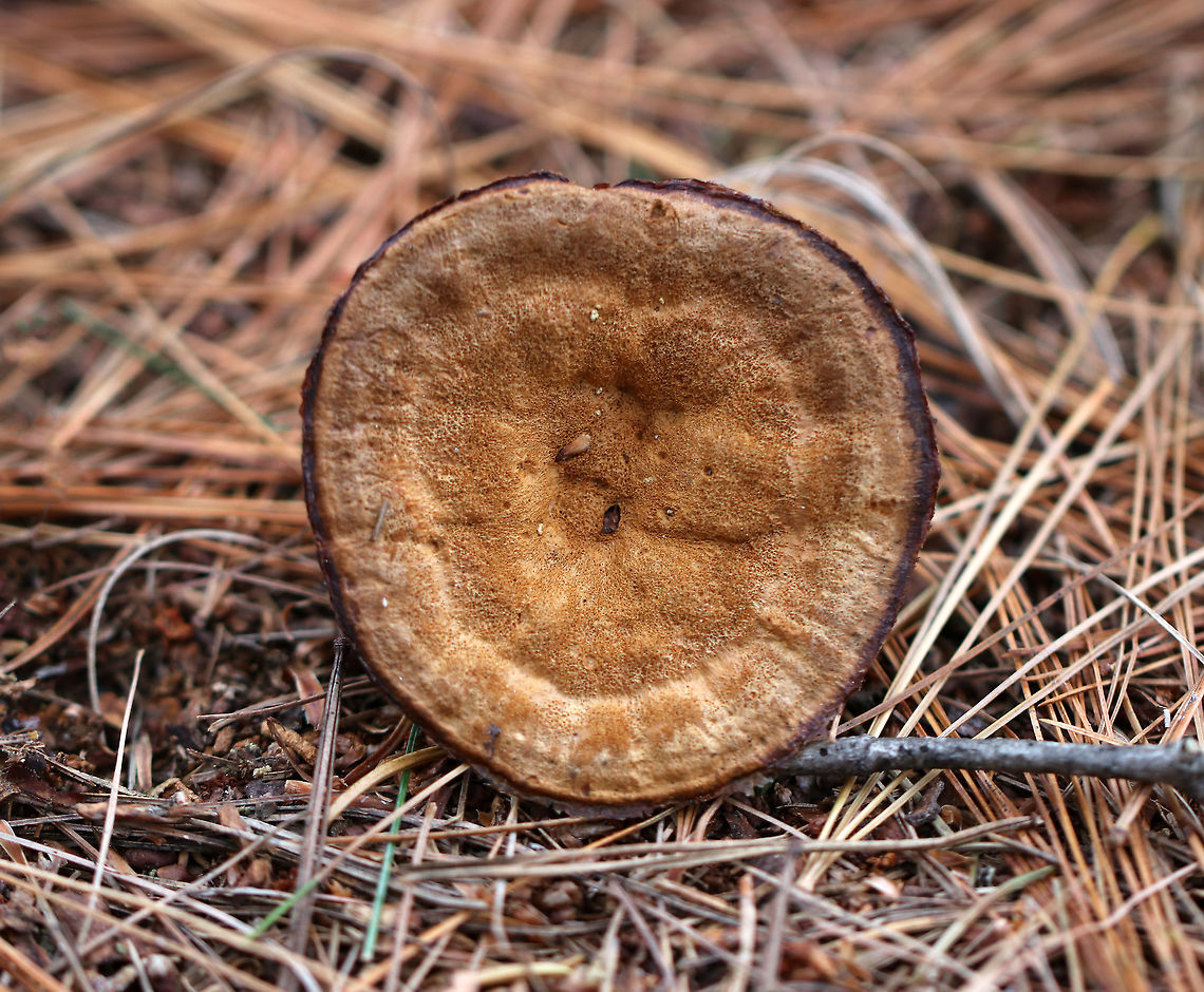 Woolly Velvet Polypore - Onnia tomentosa Flat, brown, velvety cap that felt like suede. The pores and cap bruised brown.<br />
<br />
Habitat: Growing in a coniferous forest. <br />
<br />
This fungus is a plant pathogen, and causes root rot, primarily in spruce.<br />
<figure class="photo"><a href="https://www.jungledragon.com/image/76418/woolly_velvet_polypore_-_onnia_tomentosa.html" title="Woolly Velvet Polypore - Onnia tomentosa"><img src="https://s3.amazonaws.com/media.jungledragon.com/images/3232/76418_thumb.jpg?AWSAccessKeyId=05GMT0V3GWVNE7GGM1R2&Expires=1759968010&Signature=lmnFd%2F7KgN%2FwZ0H26dBvi2n%2FhC0%3D" width="200" height="160" alt="Woolly Velvet Polypore - Onnia tomentosa Flat, brown, velvety cap that felt like suede. The pores and cap bruised brown.<br />
<br />
Habitat: Growing in a coniferous forest. <br />
<br />
This fungus is a plant pathogen, and causes root rot, primarily in spruce.<br />
https://www.jungledragon.com/image/76417/woolly_velvet_polypore_-_onnia_tomentosa.html Fall,Geotagged,Onnia tomentosa,United States" /></a></figure> Fall,Geotagged,Onnia tomentosa,United States,onnia