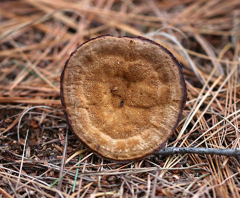 Woolly Velvet Polypore - Onnia tomentosa Flat, brown, velvety cap that felt like suede. The pores and cap bruised brown.

Habitat: Growing in a coniferous forest. 

This fungus is a plant pathogen, and causes root rot, primarily in spruce.
https://www.jungledragon.com/image/76418/woolly_velvet_polypore_-_onnia_tomentosa.html Fall,Geotagged,Onnia tomentosa,United States,onnia