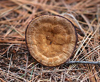 Woolly Velvet Polypore - Onnia tomentosa Flat, brown, velvety cap that felt like suede. The pores and cap bruised brown.<br />
<br />
Habitat: Growing in a coniferous forest. <br />
<br />
This fungus is a plant pathogen, and causes root rot, primarily in spruce.<br />
https://www.jungledragon.com/image/76418/woolly_velvet_polypore_-_onnia_tomentosa.html Fall,Geotagged,Onnia tomentosa,United States,onnia