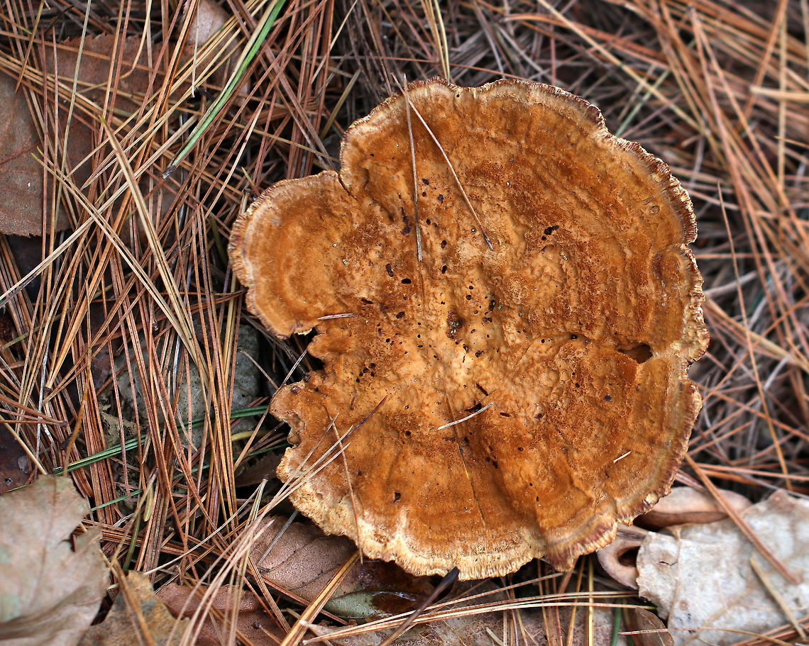 Woolly Velvet Polypore - Onnia tomentosa Flat, brown, velvety cap that felt like suede. The pores and cap bruised brown.<br />
<br />
Habitat: Growing in a coniferous forest. <br />
<br />
This fungus is a plant pathogen, and causes root rot, primarily in spruce.<br />
<figure class="photo"><a href="https://www.jungledragon.com/image/76417/woolly_velvet_polypore_-_onnia_tomentosa.html" title="Woolly Velvet Polypore - Onnia tomentosa"><img src="https://s3.amazonaws.com/media.jungledragon.com/images/3232/76417_thumb.jpg?AWSAccessKeyId=05GMT0V3GWVNE7GGM1R2&Expires=1767225610&Signature=sw1pTbA3H2OWRJsZeh0gJOz9g1A%3D" width="200" height="166" alt="Woolly Velvet Polypore - Onnia tomentosa Flat, brown, velvety cap that felt like suede. The pores and cap bruised brown.<br />
<br />
Habitat: Growing in a coniferous forest. <br />
<br />
This fungus is a plant pathogen, and causes root rot, primarily in spruce.<br />
https://www.jungledragon.com/image/76418/woolly_velvet_polypore_-_onnia_tomentosa.html Fall,Geotagged,Onnia tomentosa,United States,onnia" /></a></figure> Fall,Geotagged,Onnia tomentosa,United States