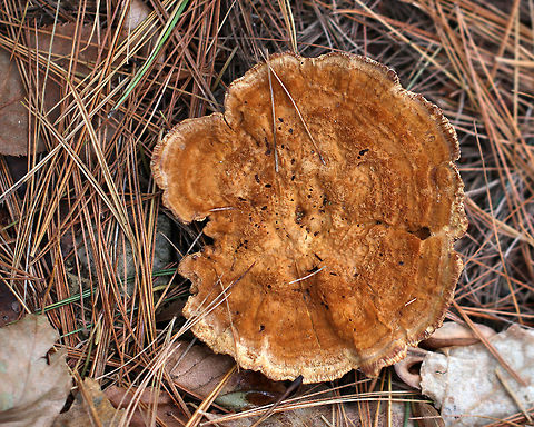 Woolly Velvet Polypore - Onnia tomentosa Flat, brown, velvety cap that felt like suede. The pores and cap bruised brown.

Habitat: Growing in a coniferous forest. 

This fungus is a plant pathogen, and causes root rot, primarily in spruce.
https://www.jungledragon.com/image/76417/woolly_velvet_polypore_-_onnia_tomentosa.html Fall,Geotagged,Onnia tomentosa,United States