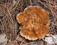 Woolly Velvet Polypore - Onnia tomentosa Flat, brown, velvety cap that felt like suede. The pores and cap bruised brown.<br />
<br />
Habitat: Growing in a coniferous forest. <br />
<br />
This fungus is a plant pathogen, and causes root rot, primarily in spruce.<br />
https://www.jungledragon.com/image/76417/woolly_velvet_polypore_-_onnia_tomentosa.html Fall,Geotagged,Onnia tomentosa,United States