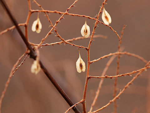Japanese Knotweed - Reynoutria japonica Samarae are winged dry fruits that have flattened wings of fibrous, papery tissue containing a seed. The shape of a samara enables the wind to carry the seeds farther away.


Habitat: Edge of a meadow
https://www.jungledragon.com/image/76421/samarae.html
https://www.jungledragon.com/image/76420/samara.html Fall,Geotagged,Japanese Knotweed,Reynoutria japonica,United States,helicopter,key,samara,samarae,wingnut