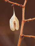 Japanese Knotweed - Reynoutria japonica Samarae are winged dry fruits that have flattened wings of fibrous, papery tissue containing a seed. The shape of a samara enables the wind to carry the seeds farther away.<br />
<br />
Habitat: Edge of a meadow<br />
https://www.jungledragon.com/image/76419/samarae.html<br />
https://www.jungledragon.com/image/76421/samarae.html Fall,Geotagged,Japanese Knotweed,Reynoutria japonica,Samara,Samarae,United States