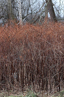 Japanese Knotweed - Reynoutria japonica Samarae are winged dry fruits that have flattened wings of fibrous, papery tissue containing a seed. The shape of a samara enables the wind to carry the seeds farther away.


Habitat: Edge of a meadow
https://www.jungledragon.com/image/76419/samarae.html
https://www.jungledragon.com/image/76420/samara.html Fall,Geotagged,Japanese Knotweed,Reynoutria japonica,Samara,Samarae,United States