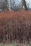 Japanese Knotweed - Reynoutria japonica Samarae are winged dry fruits that have flattened wings of fibrous, papery tissue containing a seed. The shape of a samara enables the wind to carry the seeds farther away.<br />
<br />
<br />
Habitat: Edge of a meadow<br />
https://www.jungledragon.com/image/76419/samarae.html<br />
https://www.jungledragon.com/image/76420/samara.html Fall,Geotagged,Japanese Knotweed,Reynoutria japonica,Samara,Samarae,United States