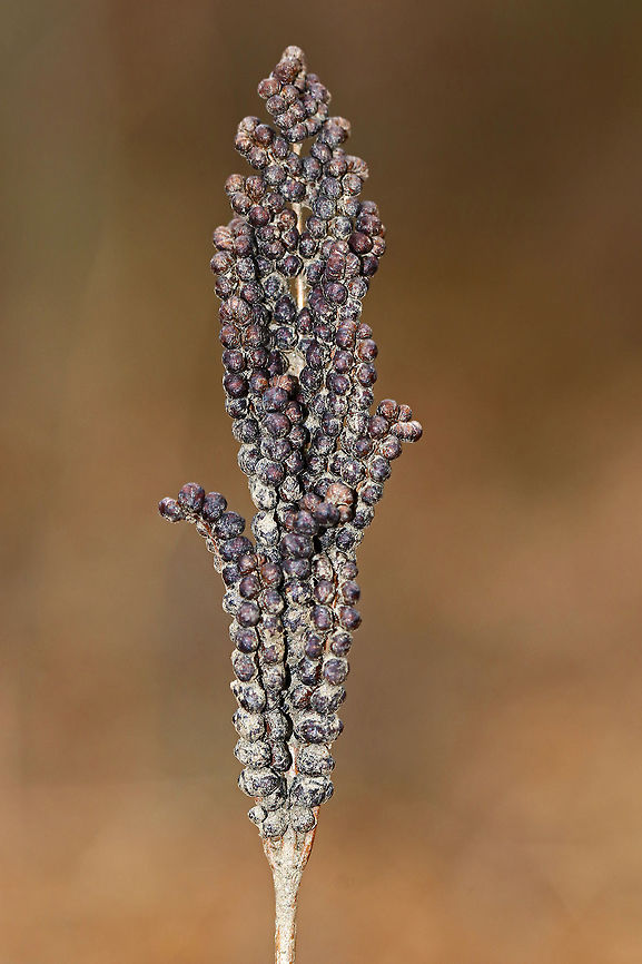 Sensitive Fern - Onoclea sensibilis This fern was so dirty! It was growing in very sandy soil along the edge of a river/meadow<br />
<br />
Spores are produced on erect, fertile fronds, which are green in the summer and then turn brown in the autumn. The fertile fronds persist throughout the winter, releasing their spores to the wind the following spring before any new leaves form. <br />
<br />
Commonly called sensitive fern because the green vegetative fronds are sensitive to and suffer almost immediate damage from the first fall frost.<br />
<br />
Habitat: Meadow Fall,Geotagged,Onoclea sensibilis,Sensitive fern,United States,fern