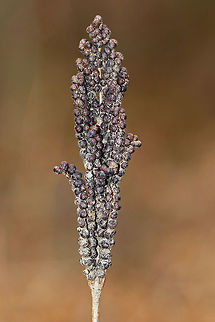 Sensitive Fern - Onoclea sensibilis This fern was so dirty! It was growing in very sandy soil along the edge of a river/meadow

Spores are produced on erect, fertile fronds, which are green in the summer and then turn brown in the autumn. The fertile fronds persist throughout the winter, releasing their spores to the wind the following spring before any new leaves form. 

Commonly called sensitive fern because the green vegetative fronds are sensitive to and suffer almost immediate damage from the first fall frost.

Habitat: Meadow Fall,Geotagged,Onoclea sensibilis,Sensitive fern,United States,fern