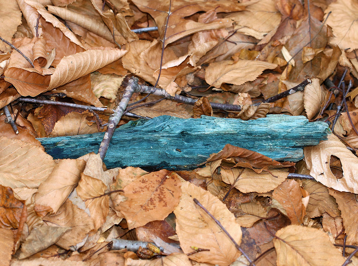 Blue Wood - Chlorociboria sp. *I&#039;m not sure of the species since there were no fruiting bodies*<br />
<br />
The mycelium of Chlorociboria stains wood bluish-green. The color is the result of a pigment called xylindein. The blue areas show everywhere that the Chlorociboria hyphae are present. <br />
<br />
Habitat: Rotting wood in a deciduous forest Blue Wood,Chlorociboria,Fall,Geotagged,United States,green oak,green stain fungus,green wood