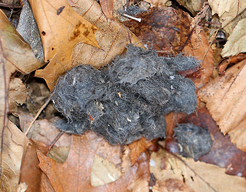 Owl Pellet This pellet was full of small bones. The entire pellet was about 6-7 cm long.

Owls eat small rodents, birds, and insects. But, they cannot digest the fur, bones, teeth, feathers, and exoskeletons from their prey. So, these parts are formed into a tight pellet inside the owl, who later spits the pellet out. Fall,Geotagged,United States,owl,owl pellet,pellet