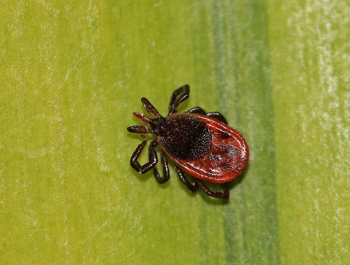 Blacklegged Tick - Ixodes scapularis This little lady tried to get a meal from my son.  <br />
<br />
*This is an adult, female blacklegged tick. <br />
<br />
Habitat: Most likely picked up in a deciduous forest Geotagged,Ixodes scapularis,United States,Winter,blacklegged tick,deer tick,ixodes,tick