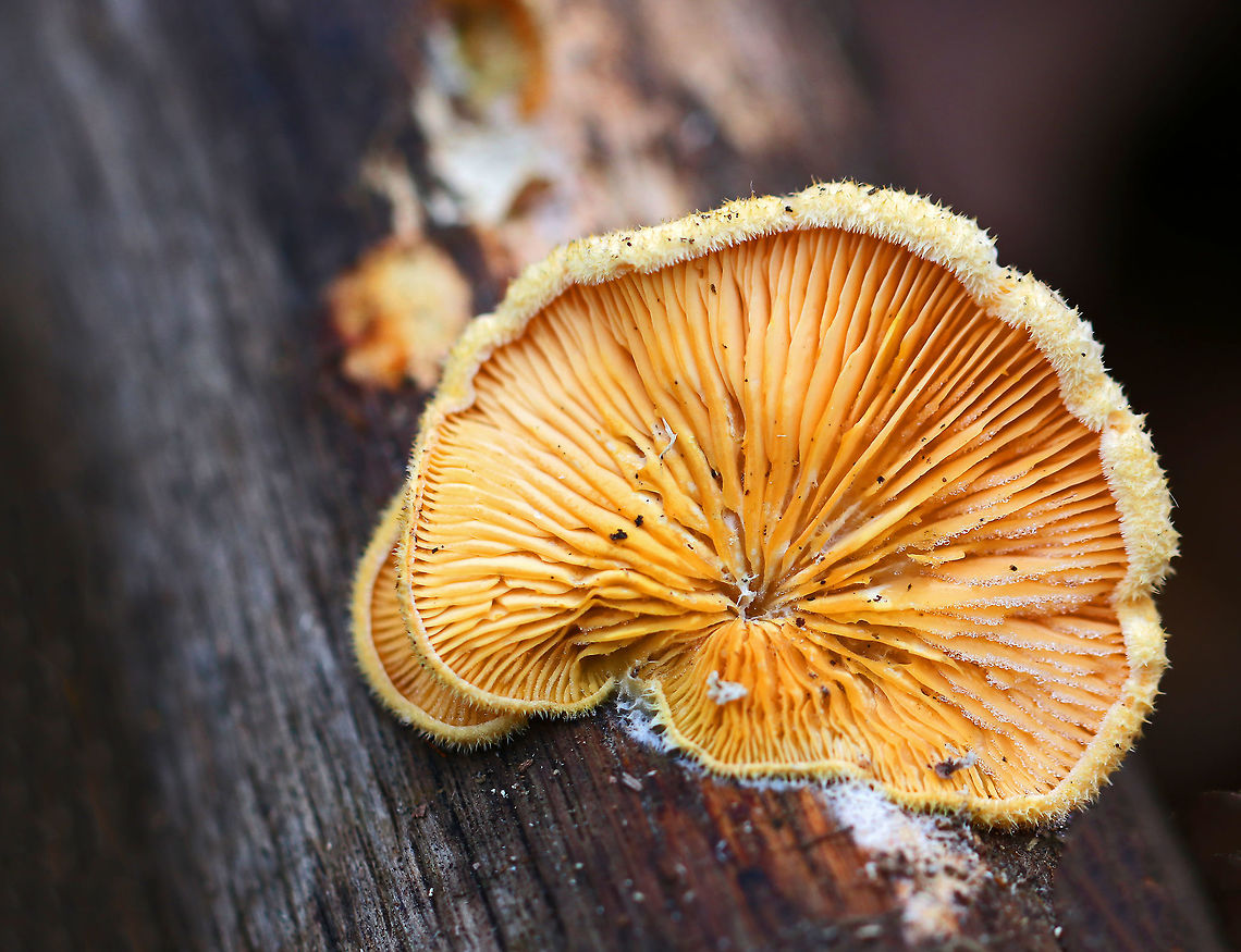 Orange Oyster - Phyllotopsis nidulans Complete with ice crystals!<br />
<br />
Habitat: Growing on rotting wood in a mostly deciduous forest. Fall,Geotagged,Orange oyster,Phyllotopsis nidulans,United States