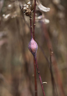 Goldenrod Gall - Eurosta solidaginis These galls are pretty common on goldenrod. They are caused by the fruit fly, Eurosta solidaginis, the larvae of which form round galls on the stem of Solidago sp. 

Habitat: Meadow
https://www.jungledragon.com/image/76477/goldenrod_gall_-_eurosta_solidaginis.html
https://www.jungledragon.com/image/76479/goldenrod_gall_-_eurosta_solidaginis.html Eurosta solidaginis,Fall,Geotagged,Goldenrod gall fly,United States