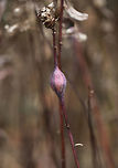 Goldenrod Gall - Eurosta solidaginis These galls are pretty common on goldenrod. They are caused by the fruit fly, Eurosta solidaginis, the larvae of which form round galls on the stem of Solidago sp. <br />
<br />
Habitat: Meadow<br />
https://www.jungledragon.com/image/76477/goldenrod_gall_-_eurosta_solidaginis.html<br />
https://www.jungledragon.com/image/76479/goldenrod_gall_-_eurosta_solidaginis.html Eurosta solidaginis,Fall,Geotagged,Goldenrod gall fly,United States