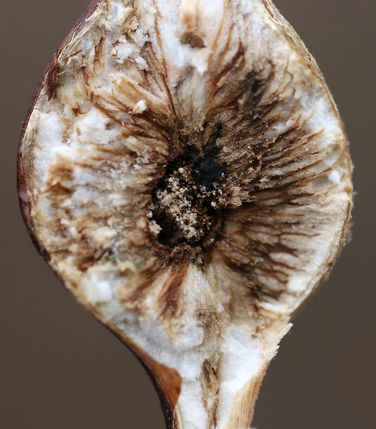 Goldenrod Gall - Eurosta solidaginis These galls are pretty common on goldenrod. They are caused by the fruit fly, Eurosta solidaginis, the larvae of which form round galls on the stem of Solidago sp. <br />
<br />
This gall had a little hole - either from a parasitoid or from the fruit fly leaving the gall? It was a small hole, so I'm not sure. I cut the gall open and just found debris inside.<br />
<br />
Habitat: Meadow<br />
<figure class="photo"><a href="https://www.jungledragon.com/image/76477/goldenrod_gall_-_eurosta_solidaginis.html" title="Goldenrod Gall - Eurosta solidaginis"><img src="https://s3.amazonaws.com/media.jungledragon.com/images/3232/76477_thumb.jpg?AWSAccessKeyId=05GMT0V3GWVNE7GGM1R2&Expires=1769040010&Signature=AofpgTowJg5JlAp8afD4cL%2F9xp0%3D" width="118" height="152" alt="Goldenrod Gall - Eurosta solidaginis These galls are pretty common on goldenrod.  They are caused by the fruit fly,  Eurosta solidaginis, the larvae of which form round galls on the stem of Solidago sp. <br />
<br />
This gall had a little hole - either from a parasitoid or from the fruit fly leaving the gall? It was a small hole, so I'm not sure. I cut the gall open and just found debris inside.<br />
<br />
Habitat: Meadow<br />
https://www.jungledragon.com/image/76479/goldenrod_gall_-_eurosta_solidaginis.html<br />
https://www.jungledragon.com/image/76478/goldenrod_gall_-_eurosta_solidaginis.html Eurosta solidaginis,Fall,Geotagged,Goldenrod Spherical Gall Fly,Goldenrod gall fly,Tephritid Fly,United States,gall,goldenrod gall" /></a></figure><br />
<figure class="photo"><a href="https://www.jungledragon.com/image/76478/goldenrod_gall_-_eurosta_solidaginis.html" title="Goldenrod Gall - Eurosta solidaginis"><img src="https://s3.amazonaws.com/media.jungledragon.com/images/3232/76478_thumb.jpg?AWSAccessKeyId=05GMT0V3GWVNE7GGM1R2&Expires=1769040010&Signature=weWzq4IexDqDNKJW8aB9ncKkcD0%3D" width="108" height="152" alt="Goldenrod Gall - Eurosta solidaginis These galls are pretty common on goldenrod. They are caused by the fruit fly, Eurosta solidaginis, the larvae of which form round galls on the stem of Solidago sp. <br />
<br />
Habitat: Meadow<br />
https://www.jungledragon.com/image/76477/goldenrod_gall_-_eurosta_solidaginis.html<br />
https://www.jungledragon.com/image/76479/goldenrod_gall_-_eurosta_solidaginis.html Eurosta solidaginis,Fall,Geotagged,Goldenrod gall fly,United States" /></a></figure> Eurosta solidaginis,Fall,Geotagged,Goldenrod gall fly,United States