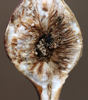 Goldenrod Gall - Eurosta solidaginis These galls are pretty common on goldenrod. They are caused by the fruit fly, Eurosta solidaginis, the larvae of which form round galls on the stem of Solidago sp. 

This gall had a little hole - either from a parasitoid or from the fruit fly leaving the gall? It was a small hole, so I'm not sure. I cut the gall open and just found debris inside.

Habitat: Meadow
https://www.jungledragon.com/image/76477/goldenrod_gall_-_eurosta_solidaginis.html
https://www.jungledragon.com/image/76478/goldenrod_gall_-_eurosta_solidaginis.html Eurosta solidaginis,Fall,Geotagged,Goldenrod gall fly,United States