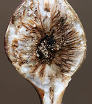 Goldenrod Gall - Eurosta solidaginis These galls are pretty common on goldenrod. They are caused by the fruit fly, Eurosta solidaginis, the larvae of which form round galls on the stem of Solidago sp. <br />
<br />
This gall had a little hole - either from a parasitoid or from the fruit fly leaving the gall? It was a small hole, so I'm not sure. I cut the gall open and just found debris inside.<br />
<br />
Habitat: Meadow<br />
https://www.jungledragon.com/image/76477/goldenrod_gall_-_eurosta_solidaginis.html<br />
https://www.jungledragon.com/image/76478/goldenrod_gall_-_eurosta_solidaginis.html Eurosta solidaginis,Fall,Geotagged,Goldenrod gall fly,United States