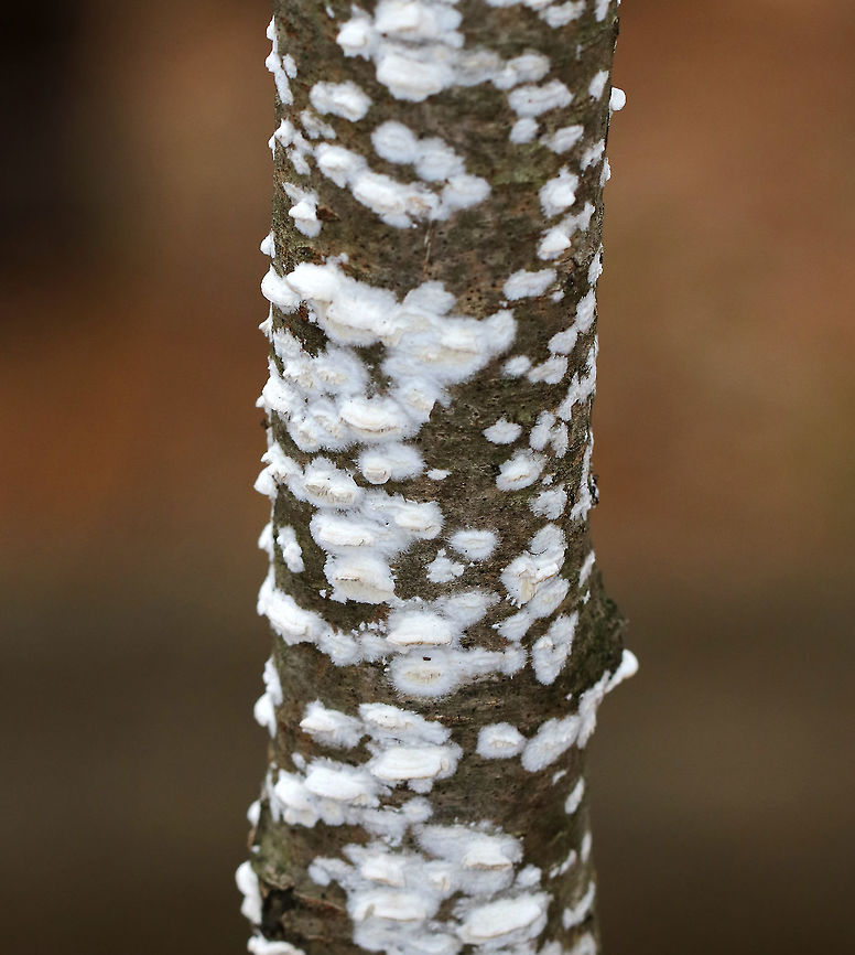 Irpex lacteus *ID is tentative*<br />
<br />
Habitat: Growing on a tree in a mixed forest<br />
<figure class="photo"><a href="https://www.jungledragon.com/image/76481/irpex_lacteus.html" title="Irpex lacteus"><img src="https://s3.amazonaws.com/media.jungledragon.com/images/3232/76481_thumb.jpg?AWSAccessKeyId=05GMT0V3GWVNE7GGM1R2&Expires=1767225610&Signature=vlBnEqmMUApTJjgNw6nqSnSZcsg%3D" width="110" height="152" alt="Irpex lacteus *ID is tentative*<br />
<br />
Habitat: Growing on a tree in a mixed forest<br />
https://www.jungledragon.com/image/76480/irpex_lacteus.html Fall,Geotagged,Irpex lacteus,United States" /></a></figure> Fall,Geotagged,Irpex lacteus,United States,irpex