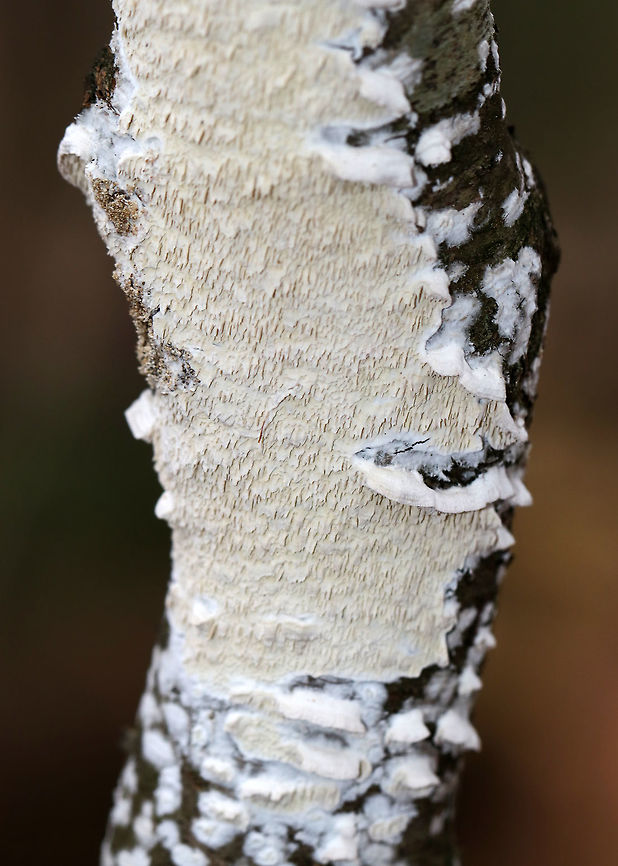 Irpex lacteus *ID is tentative*<br />
<br />
Habitat: Growing on a tree in a mixed forest<br />
<figure class="photo"><a href="https://www.jungledragon.com/image/76480/irpex_lacteus.html" title="Irpex lacteus"><img src="https://s3.amazonaws.com/media.jungledragon.com/images/3232/76480_thumb.jpg?AWSAccessKeyId=05GMT0V3GWVNE7GGM1R2&Expires=1767225610&Signature=rUWEhta60gykJ%2BQA66ea%2BenIQNo%3D" width="138" height="152" alt="Irpex lacteus *ID is tentative*<br />
<br />
Habitat: Growing on a tree in a mixed forest<br />
https://www.jungledragon.com/image/76481/irpex_lacteus.html Fall,Geotagged,Irpex lacteus,United States,irpex" /></a></figure> Fall,Geotagged,Irpex lacteus,United States