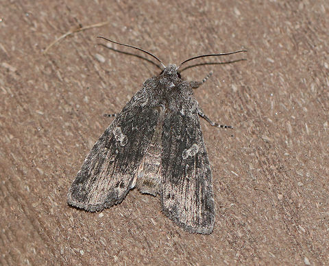 Grote's Pinion - Lithophane grotei My first moth of the season! This moth was cold and it snuggled up in my hands for several minutes so it could warm up enough to fly.

Total length: ~25 mm. Gray forewings with pale gray shoulder patch. Orbicular spot was whitish gray and hourglass-shaped. It contained two darker gray spots. The reniform spots were indistinct and gray with a slight black dot.

Habitat: Attracted to a light in a rural area.
https://www.jungledragon.com/image/76589/grotes_pinion_-_lithophane_grotei.html Geotagged,Grote's Pinion,Lithophane,Lithophane grotei,Spring,United States,moth,spring moth