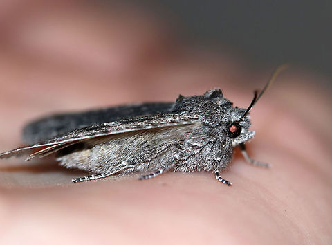 Grote's Pinion - Lithophane grotei My first moth of the season! This moth was cold and it snuggled up in my hands for several minutes so it could warm up enough to fly.

Total length: ~25 mm. Gray forewings with pale gray shoulder patch. Orbicular spot was whitish gray and hourglass-shaped. It contained two darker gray spots. The reniform spots were indistinct and gray with a slight black dot.

Habitat: Attracted to a light in a rural area.
https://www.jungledragon.com/image/76588/grotes_pinion_-_lithophane_grotei.html Geotagged,Lithophane grotei,Spring,United States