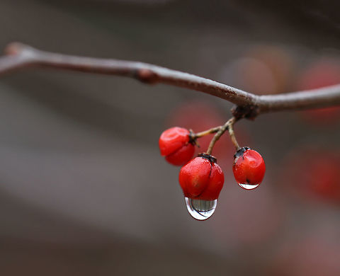 American Bittersweet