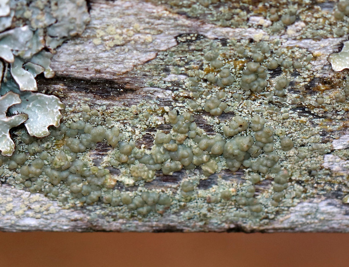 Lichen This lichen was pretty cool - it was pale green, smooth, and lumpy.  I'm not sure of an ID yet. It might be Lecanora sp.<br />
<br />
Habitat: On a wooden bench beside a pond.  Something weird: There are two benches beside this pond. They look very similar and have both been there for years. They are only a few feet away from each other, yet one is completely covered in lichens while the other bench has no lichens on it.  There are no trees nearby, no obvious environmental differences, etc. Weird. Fall,Geotagged,United States,lichen