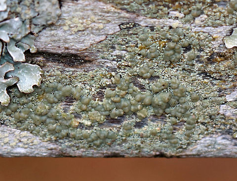 Lichen This lichen was pretty cool - it was pale green, smooth, and lumpy.  I'm not sure of an ID yet. It might be Lecanora sp.

Habitat: On a wooden bench beside a pond.  Something weird: There are two benches beside this pond. They look very similar and have both been there for years. They are only a few feet away from each other, yet one is completely covered in lichens while the other bench has no lichens on it.  There are no trees nearby, no obvious environmental differences, etc. Weird. Fall,Geotagged,United States,lichen