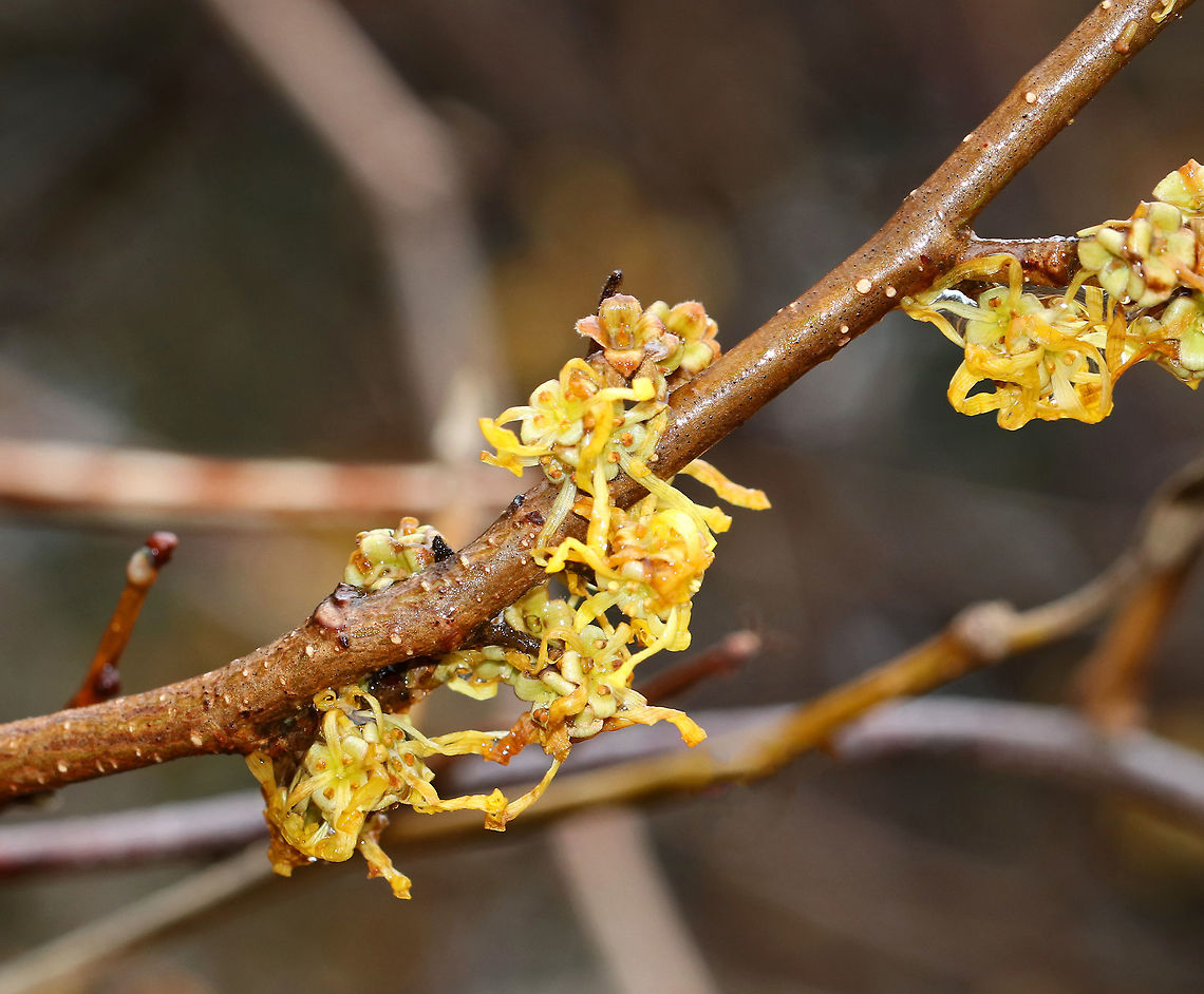 American Witch-hazel - Hamamelis virginiana In the late autumn, this tree produces crinkly, yellow flowers.<br />
<br />
Here they are two months later:<br />
<figure class="photo"><a href="https://www.jungledragon.com/image/73721/american_witch-hazel_-_hamamelis_virginiana.html" title="American Witch-hazel - Hamamelis virginiana"><img src="https://s3.amazonaws.com/media.jungledragon.com/images/3232/73721_thumb.jpg?AWSAccessKeyId=05GMT0V3GWVNE7GGM1R2&Expires=1759968010&Signature=jqqZDcE4bBYzPJhnShMP%2BHqktl4%3D" width="200" height="152" alt="American Witch-hazel - Hamamelis virginiana In the fall, this tree produces crinkly, yellow flowers. Here they are - withered and dry, but still lovely.<br />
<br />
Habitat: Forest edge<br />
https://www.jungledragon.com/image/73722/american_witch-hazel_-_hamamelis_virginiana.html<br />
https://www.jungledragon.com/image/73724/american_witch-hazel_-_hamamelis_virginiana.html<br />
<br />
Two months earlier, they looked like this:<br />
https://www.jungledragon.com/image/76603/american_witch-hazel_-_hamamelis_virginiana.html American witch-hazel,Geotagged,Hamamelis virginiana,United States,Winter" /></a></figure><br />
<br />
Habitat: Forest edge American witch-hazel,Fall,Geotagged,Hamamelis virginiana,United States