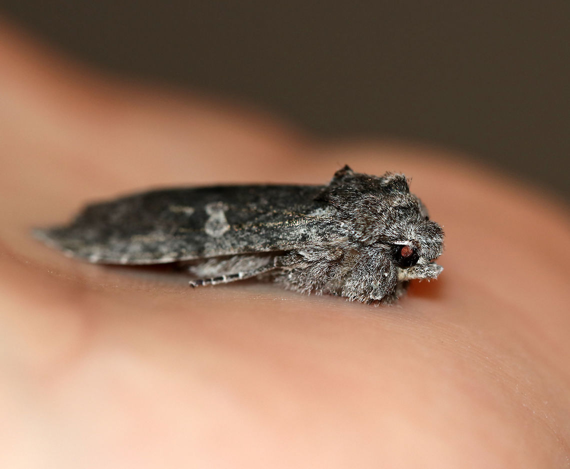 Grote's Pinion - Lithophane grotei *This photo shows how cold the moth was before warming up in my hand - its antennae and legs are tucked in and its wings are flattened.<br />
<br />
My first moth of the season! This moth was cold and it snuggled up in my hands for several minutes so it could warm up enough to fly.<br />
<br />
Total length: ~25 mm. Gray forewings with pale gray shoulder patch. Orbicular spot was whitish gray and hourglass-shaped. It contained two darker gray spots. The reniform spots were indistinct and gray with a slight black dot.<br />
<br />
Habitat: Attracted to a light in a rural area.<br />
<br />
Warmed up:<br />
<figure class="photo"><a href="https://www.jungledragon.com/image/76589/grotes_pinion_-_lithophane_grotei.html" title="Grote's Pinion - Lithophane grotei"><img src="https://s3.amazonaws.com/media.jungledragon.com/images/3232/76589_thumb.jpg?AWSAccessKeyId=05GMT0V3GWVNE7GGM1R2&Expires=1759968010&Signature=TkIX4COSdpCkuPaVlIr4h%2FV%2Fg9o%3D" width="200" height="148" alt="Grote's Pinion - Lithophane grotei My first moth of the season! This moth was cold and it snuggled up in my hands for several minutes so it could warm up enough to fly.<br />
<br />
Total length: ~25 mm. Gray forewings with pale gray shoulder patch. Orbicular spot was whitish gray and hourglass-shaped. It contained two darker gray spots. The reniform spots were indistinct and gray with a slight black dot.<br />
<br />
Habitat: Attracted to a light in a rural area.<br />
https://www.jungledragon.com/image/76588/grotes_pinion_-_lithophane_grotei.html Geotagged,Lithophane grotei,Spring,United States" /></a></figure> Geotagged,Grote's pinion,Lithophane grotei,Spring,United States