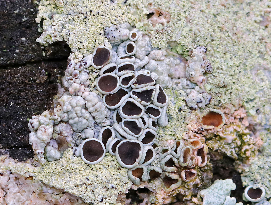 Lichen - Lecanora sp. Habitat: Growing on wood Fall,Geotagged,United States,lecanora,lichen