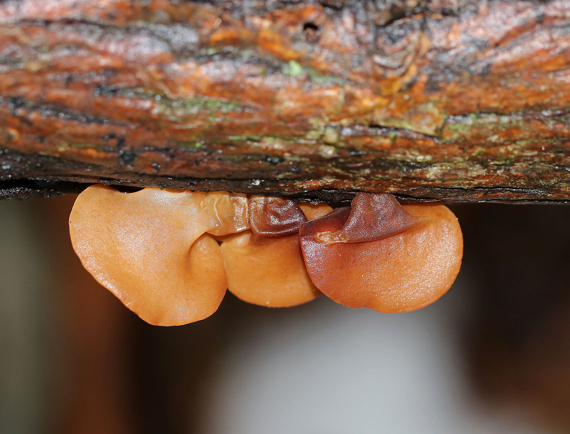 Wood Ear - Auricularia angiospermarum Wavy, brown, ear-shaped fruiting body<br />
<br />
Until recently, the North American species of Wood Ear was considered to be Auricularia auricula-judae. However, research has shown that Auricularia auricula-judae is not endemic to North America.<br />
<br />
Habitat: Growing on rotting wood<br />
<br />
<br />
 Auricularia angiospermarum,Fall,Geotagged,United States,auricularia,jelly fungus,wood ear