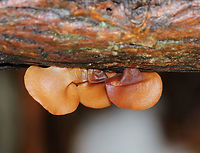 Wood Ear - Auricularia angiospermarum Wavy, brown, ear-shaped fruiting body<br />
<br />
Until recently, the North American species of Wood Ear was considered to be Auricularia auricula-judae. However, research has shown that Auricularia auricula-judae is not endemic to North America.<br />
<br />
Habitat: Growing on rotting wood<br />
<br />
<br />
 Auricularia angiospermarum,Fall,Geotagged,United States,auricularia,jelly fungus,wood ear