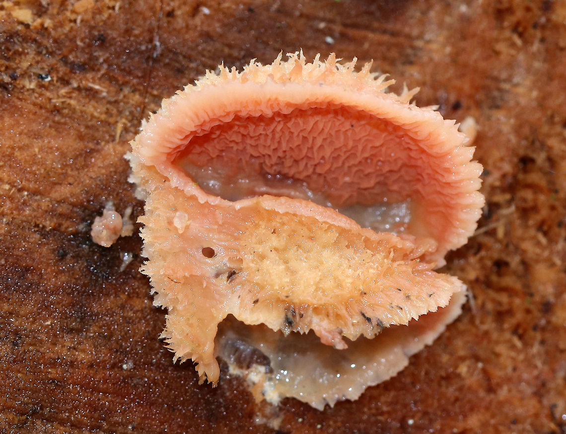 Trembling Phlebia - Phlebia tremellosa <br />
Fruiting bodies: 3-7 cm wide; upper edges forming a woolly cap; flesh was gelatinous; undersurface wrinkled with no distinct pores; stem absent<br />
<br />
Habitat: Growing on the cut end of logs in a mixed forest Fall,Geotagged,Jelly Rot,Phlebia tremellosa,United States,trembling phebia