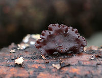 Amber Jelly Roll - Exidia recisa Individual fruiting bodies that were reddish brown and had large concave depressions surrounded by ridges. <br />
<br />
Habitat: rotting hardwood<br />
https://www.jungledragon.com/image/76634/amber_jelly_roll_-_exidia_recisa.html Amber Jelly Roll,Exidia recisa,Fall,Geotagged,United States,jelly fungus