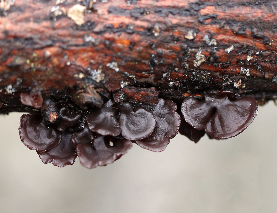 Amber Jelly Roll - Exidia recisa Individual fruiting bodies that were reddish brown and had large concave depressions surrounded by ridges. <br />
<br />
Habitat: rotting hardwood<br />
<figure class="photo"><a href="https://www.jungledragon.com/image/76633/amber_jelly_roll_-_exidia_recisa.html" title="Amber Jelly Roll - Exidia recisa"><img src="https://s3.amazonaws.com/media.jungledragon.com/images/3232/76633_thumb.jpg?AWSAccessKeyId=05GMT0V3GWVNE7GGM1R2&Expires=1759968010&Signature=Uh6IQmL%2Fa7er0DinuXvJhojTIgs%3D" width="200" height="154" alt="Amber Jelly Roll - Exidia recisa Individual fruiting bodies that were reddish brown and had large concave depressions surrounded by ridges. <br />
<br />
Habitat: rotting hardwood<br />
https://www.jungledragon.com/image/76634/amber_jelly_roll_-_exidia_recisa.html Amber Jelly Roll,Exidia recisa,Fall,Geotagged,United States,jelly fungus" /></a></figure> Exidia recisa,Fall,Geotagged,United States,amber jelly roll