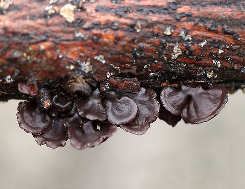 Amber Jelly Roll - Exidia recisa Individual fruiting bodies that were reddish brown and had large concave depressions surrounded by ridges. 

Habitat: rotting hardwood
https://www.jungledragon.com/image/76633/amber_jelly_roll_-_exidia_recisa.html Exidia recisa,Fall,Geotagged,United States,amber jelly roll