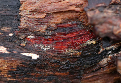 Phanerochaete sanguinea (Tentative ID) Habitat: growing on rotting wood in a mostly deciduous forest.
https://www.jungledragon.com/image/76637/unknown.html
https://www.jungledragon.com/image/76636/unknown.html Fall,Geotagged,Phanerochaete sanguinea,United States