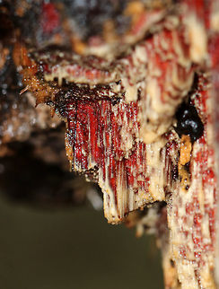 Phanerochaete sanguinea (Tentative ID) Habitat: growing on rotting wood in a mostly deciduous forest.
https://www.jungledragon.com/image/76635/unknown.html
https://www.jungledragon.com/image/76637/unknown.html Fall,Geotagged,Phanerochaete sanguinea,United States