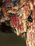 Phanerochaete sanguinea (Tentative ID) Habitat: growing on rotting wood in a mostly deciduous forest.<br />
https://www.jungledragon.com/image/76635/unknown.html<br />
https://www.jungledragon.com/image/76637/unknown.html Fall,Geotagged,Phanerochaete sanguinea,United States