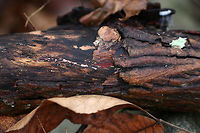 Phanerochaete sanguinea (Tentative ID) <br />
Habitat: growing on rotting wood in a mostly deciduous forest.<br />
https://www.jungledragon.com/image/76635/unknown.html<br />
https://www.jungledragon.com/image/76636/unknown.html Fall,Geotagged,Phanerochaete sanguinea,United States