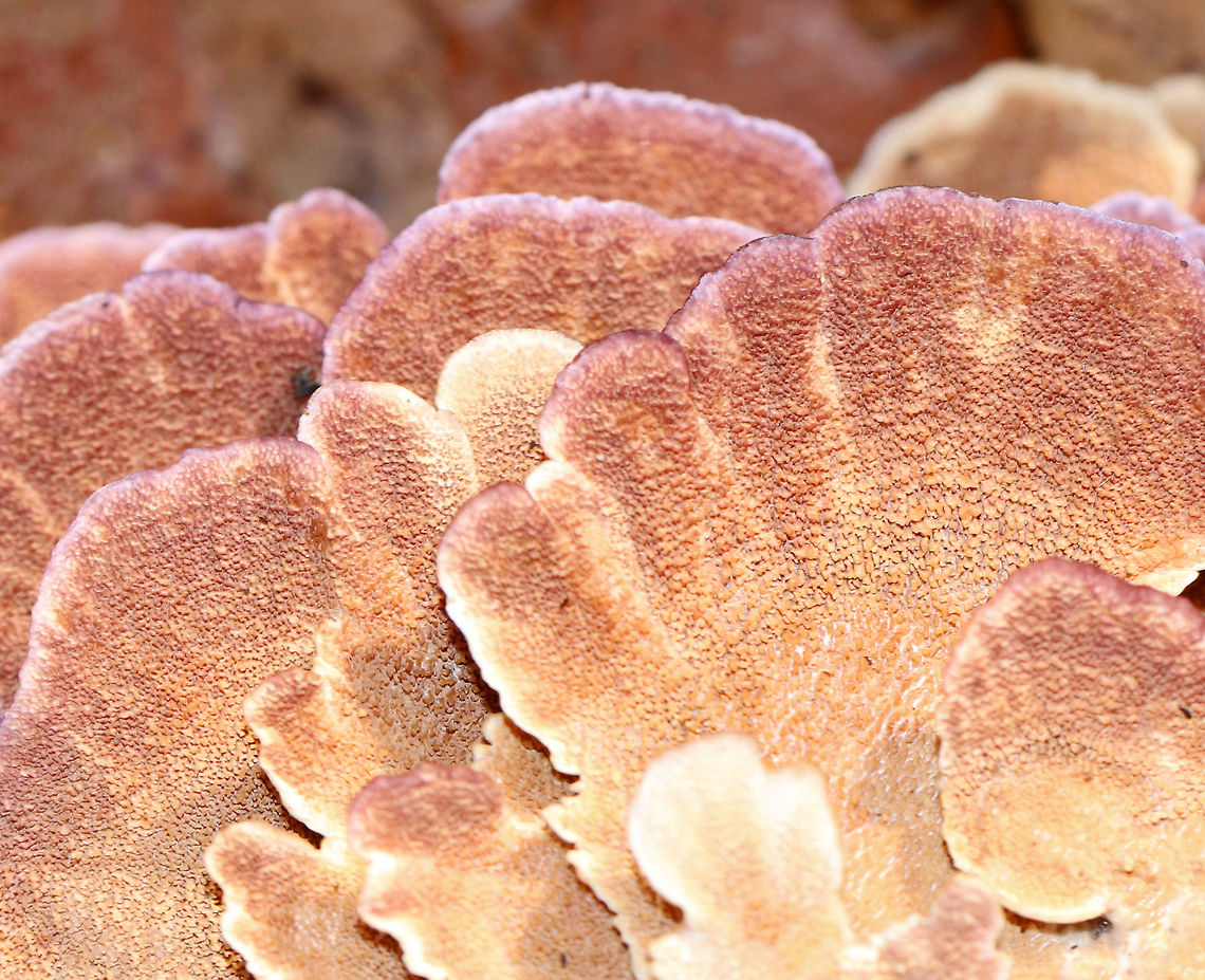 Violet-toothed Polypore - Trichaptum biforme Semicircular brackets with a finely hairy upper surface that had white, tan, and lilac zones of color. The pore surface was tan and lilac with white along the edges.<br />
<br />
Habitat: Growing on rotting wood  Fall,Geotagged,Trichaptum biforme,United States,polypore