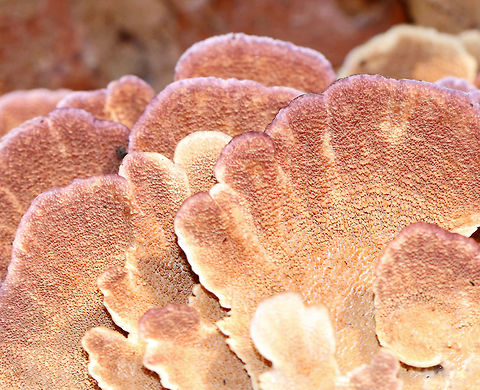 Violet-toothed Polypore - Trichaptum biforme Semicircular brackets with a finely hairy upper surface that had white, tan, and lilac zones of color. The pore surface was tan and lilac with white along the edges.

Habitat: Growing on rotting wood  Fall,Geotagged,Trichaptum biforme,United States,polypore